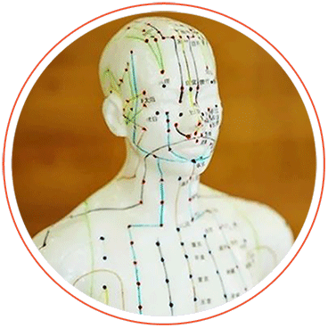 In Traditional Chinese Medicine (TCM),
the meridian system is often conceptually compared to electrical circuits or a superhighway network that transports energy (called qi) throughout the body.