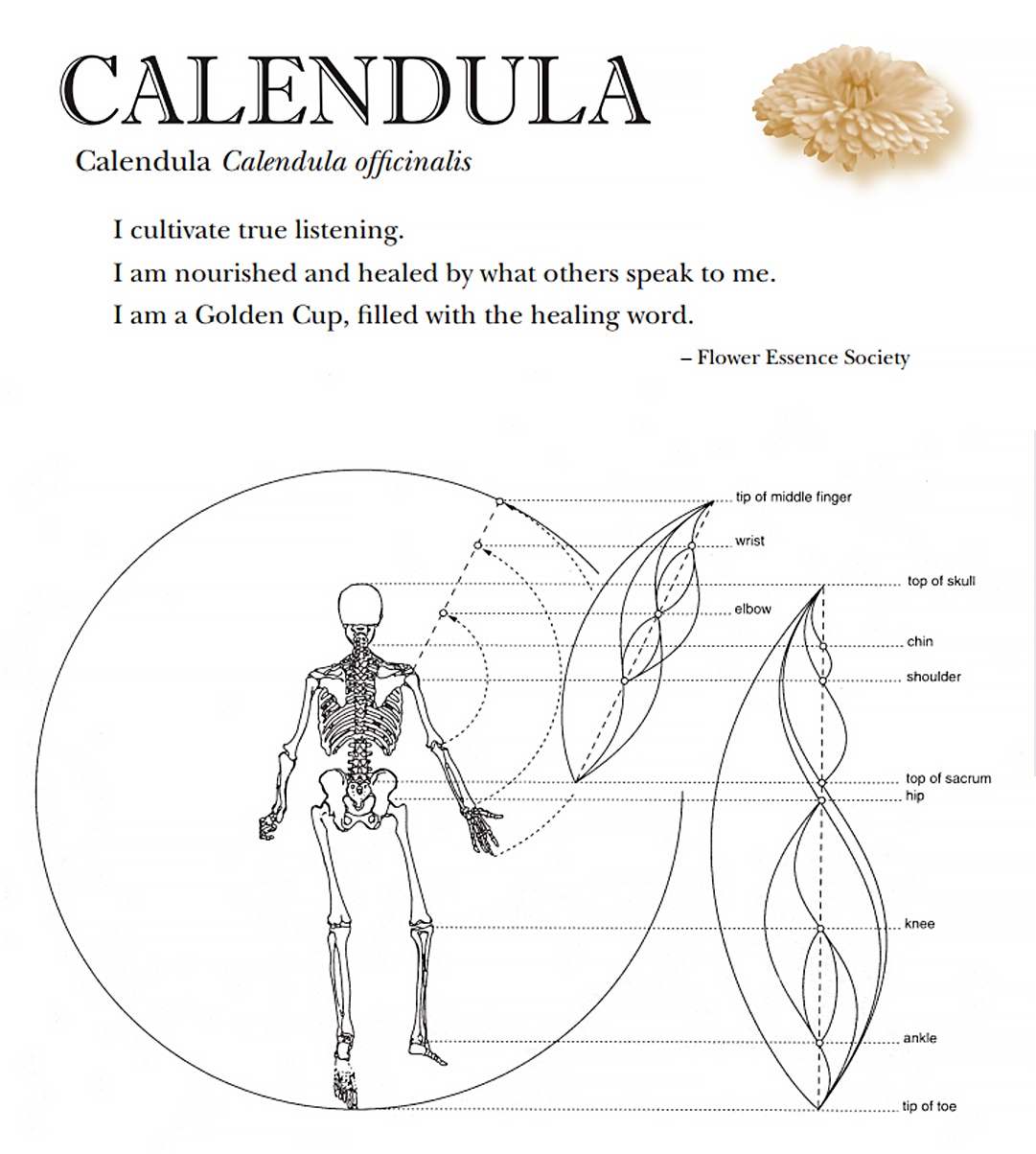 Calendula