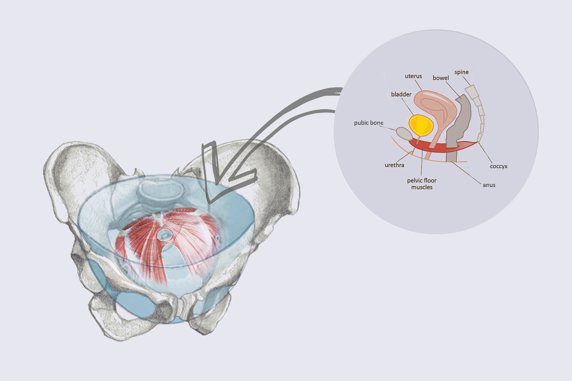 pelvicbowl